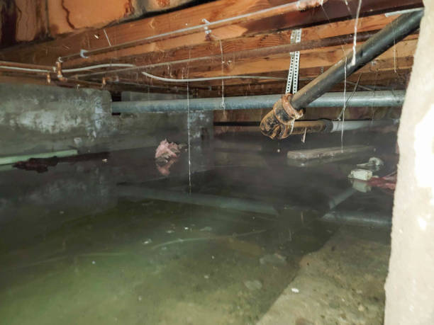 Best Professional water damage repair  in Helemano, HI