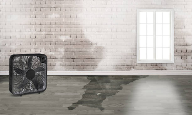Best Water damage restoration near me  in Helemano, HI